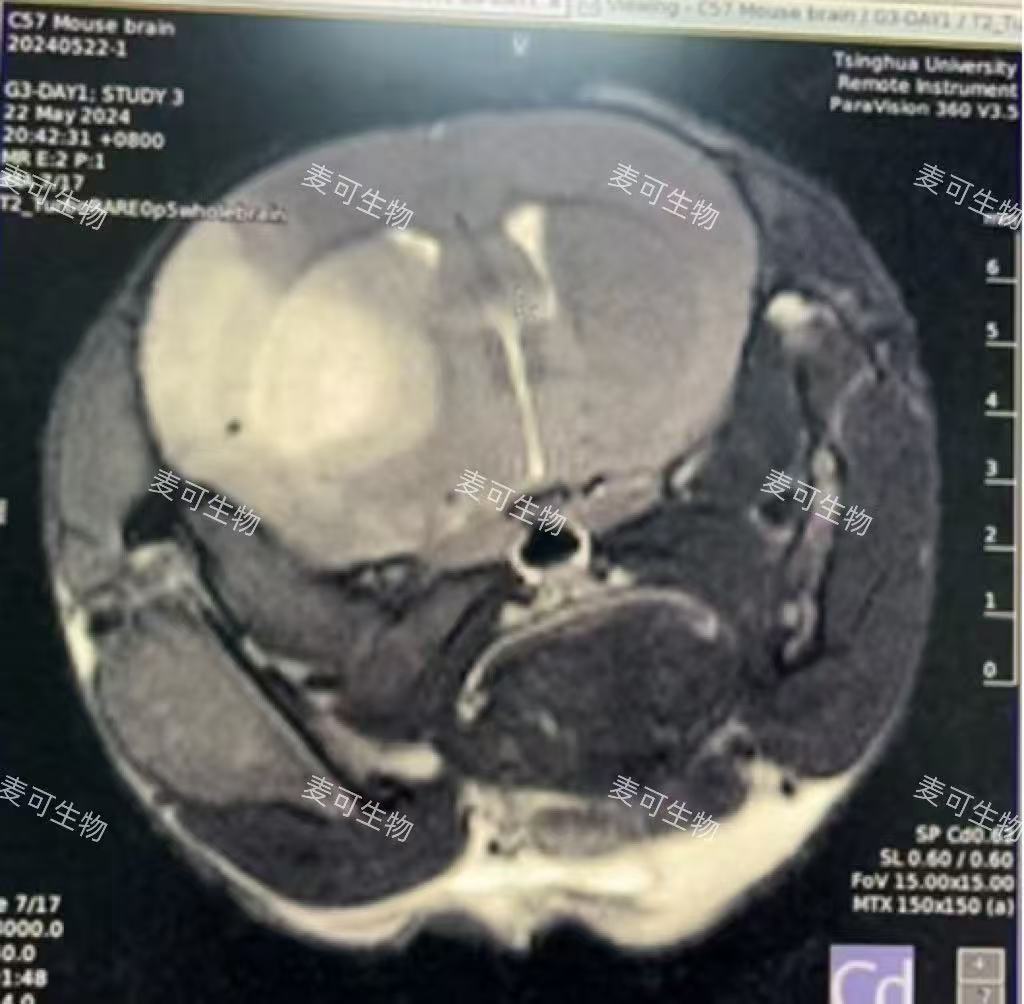 小动物核磁